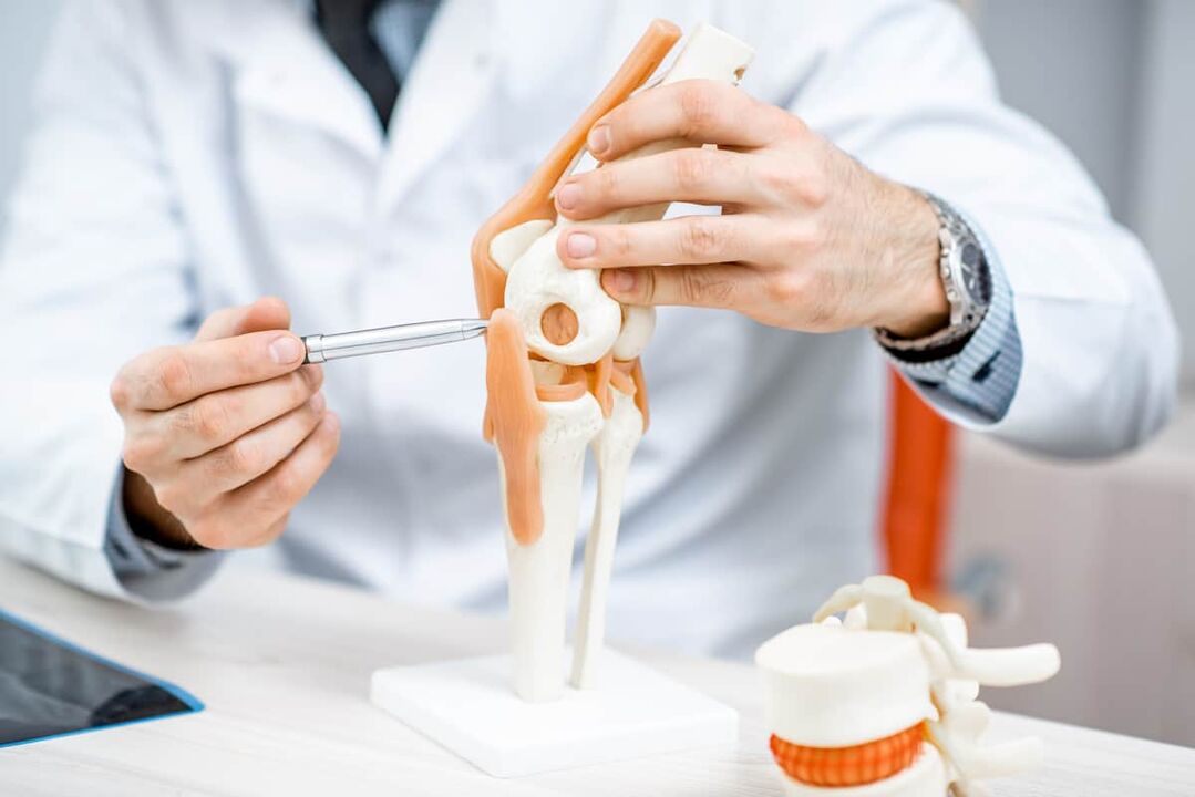 A model of the knee joint, which allows you to evaluate its structure